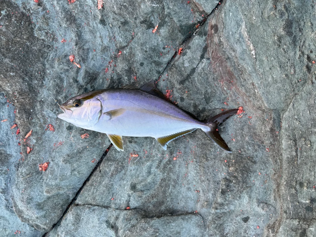 アジのノマセ釣りで釣ったネリゴ